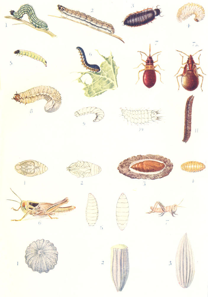INSECTS. Entomology – I; Insects – Larvae, Pupae, and Ova 1912 old print
